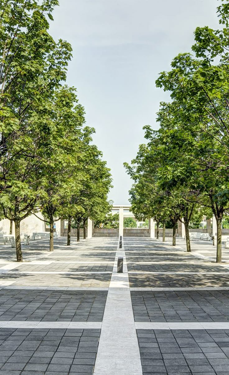 Avenue Trees